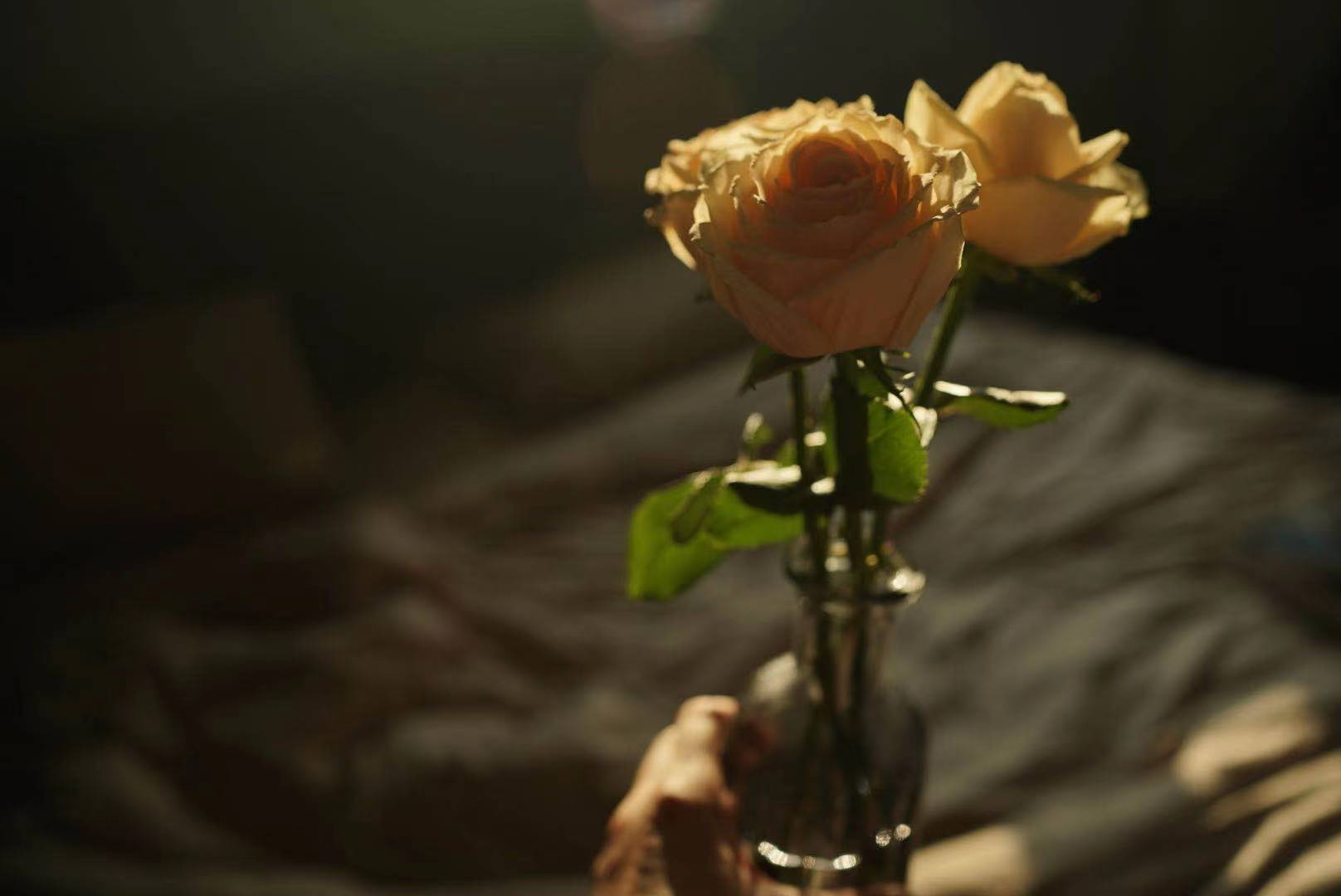 Roses in low light, shot by Shaw