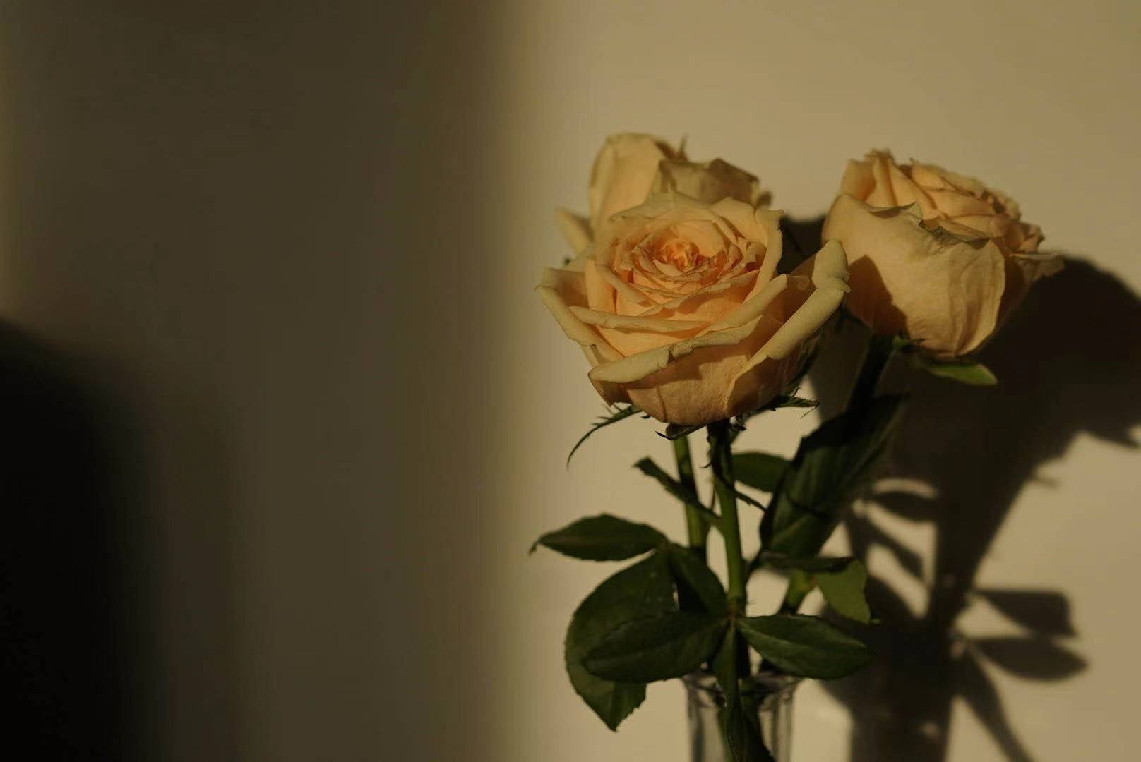 Roses and shadows on a warm wall, shot by Shaw