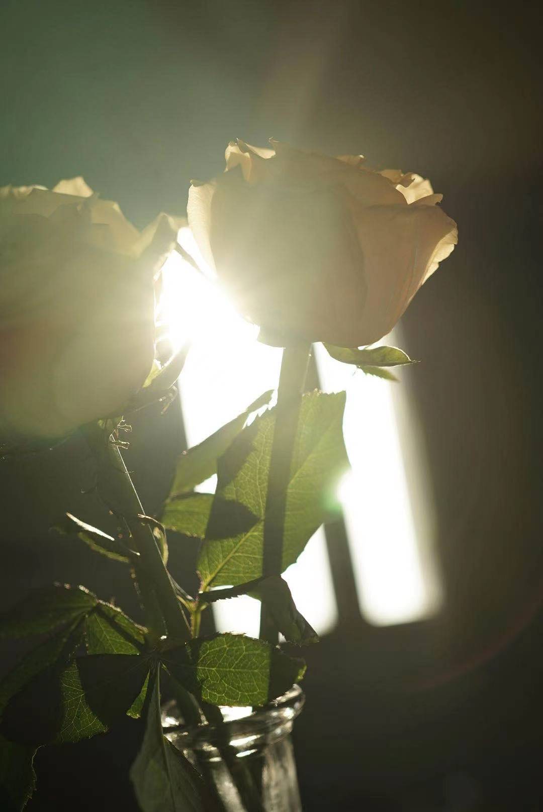 Backlit roses, shot by Shaw